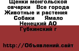 Щенки монгольской овчарки - Все города Животные и растения » Собаки   . Ямало-Ненецкий АО,Губкинский г.